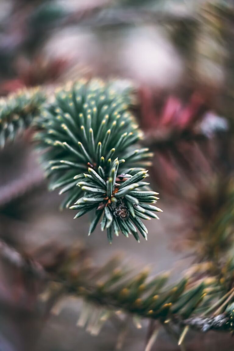 THE AROMA OF CONIFER TREES