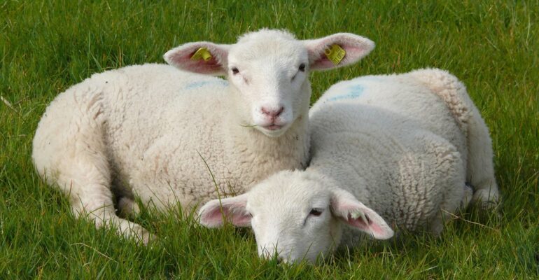 Two white lambs resting on green grass in a sunny field.